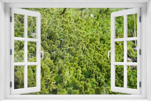 Fototapeta Naklejka Na Ścianę Okno 3D - Decorative and small moss in a terrarium for mammals. Brightly green color. Spring. Plants and botany. Nature.