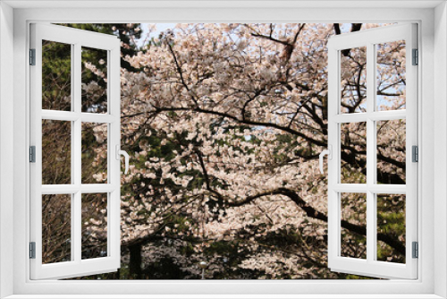 Fototapeta Naklejka Na Ścianę Okno 3D - Blooming Cherry Blossom of Jeju Island