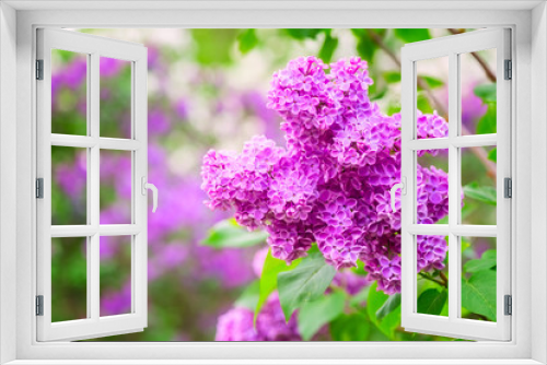 Fototapeta Naklejka Na Ścianę Okno 3D - Blossoming of lilac pink flowers in a spring garden, natural seasonal floral background with copyspace