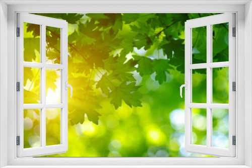 Fototapeta Naklejka Na Ścianę Okno 3D -  Green leaves on the sun.