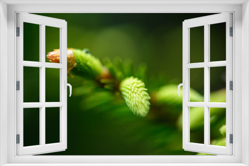 Fototapeta Naklejka Na Ścianę Okno 3D - green spring foliage macro close up in nature