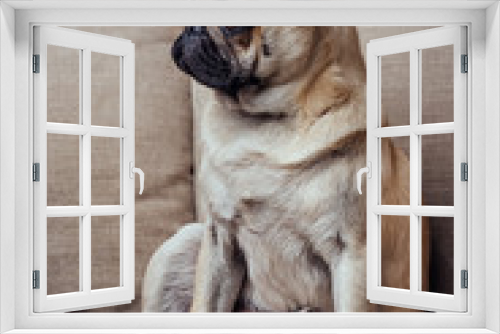 Fototapeta Naklejka Na Ścianę Okno 3D - Young pug dog