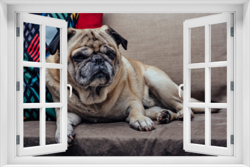 Fototapeta Naklejka Na Ścianę Okno 3D - Senior pug dog