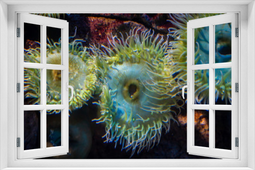 Fototapeta Naklejka Na Ścianę Okno 3D - An sea anemone, underwater life, nature