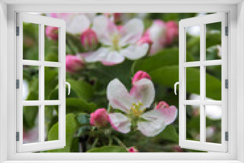 Fototapeta Naklejka Na Ścianę Okno 3D - Blooming apple tree in spring time and sky on background. Close up macro shot of pink flowers