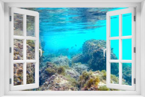 Fototapeta Naklejka Na Ścianę Okno 3D - Underwater view of tropical fish in Souffleur beach in Guadeloupe