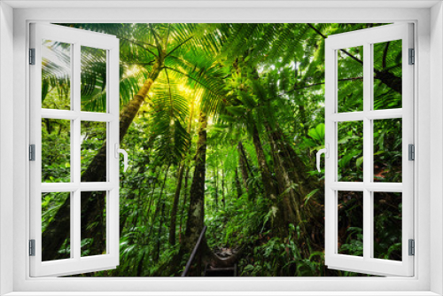 Fototapeta Naklejka Na Ścianę Okno 3D - Lush vegetation in Basse Terre jungle in Guadeloupe