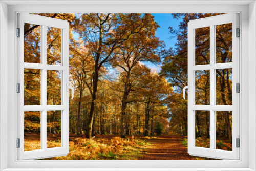 Fototapeta Naklejka Na Ścianę Okno 3D - New Forest trees in autumn