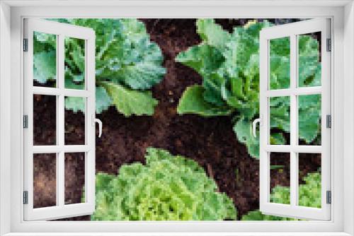Fototapeta Naklejka Na Ścianę Okno 3D - decorative cabbage in teh garden