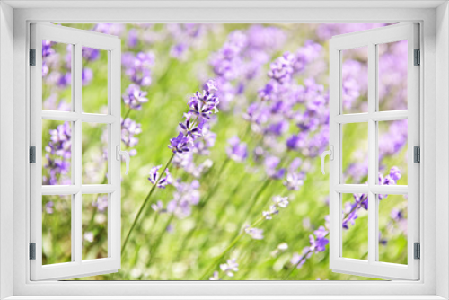 Fototapeta Naklejka Na Ścianę Okno 3D - Lavender blooming in a garden