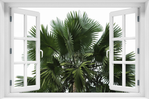 Fototapeta Naklejka Na Ścianę Okno 3D - Palme