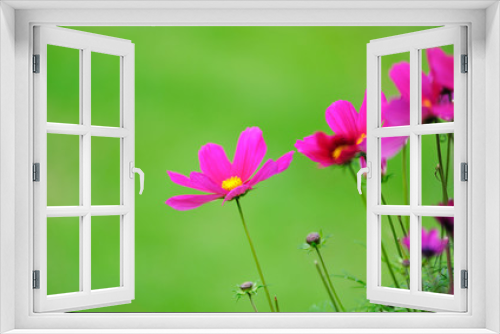 Fototapeta Naklejka Na Ścianę Okno 3D - pink flowers in green background