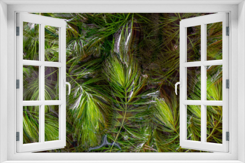 Fototapeta Naklejka Na Ścianę Okno 3D - coontail weed in water