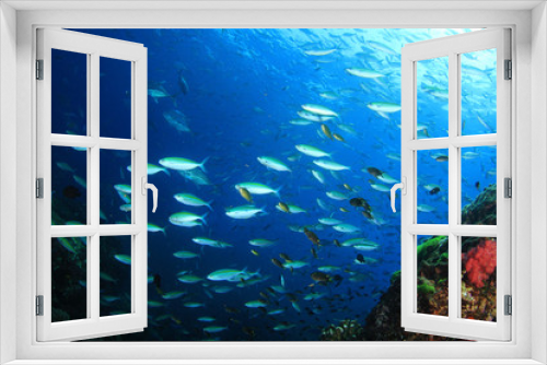 Fototapeta Naklejka Na Ścianę Okno 3D - Sardines fish 