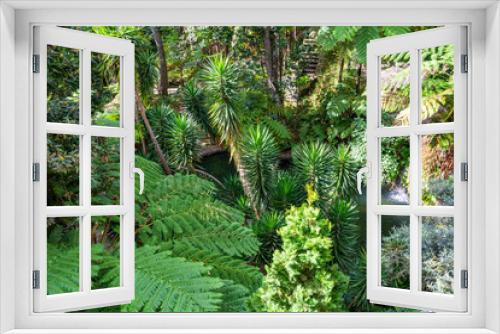 Fototapeta Naklejka Na Ścianę Okno 3D - Tropical forest Madeira