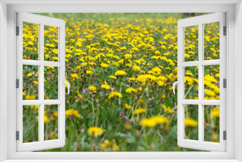 Fototapeta Naklejka Na Ścianę Okno 3D - dandelion or celandine grow in a sunny meadow in spring and summer