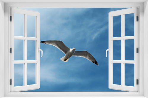 Fototapeta Naklejka Na Ścianę Okno 3D - Seagull flying in the sky