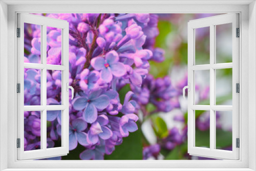 Fototapeta Naklejka Na Ścianę Okno 3D - Macro image of spring lilac purple flowers