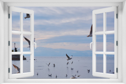 Fototapeta Naklejka Na Ścianę Okno 3D - Seagull in lake Ohride