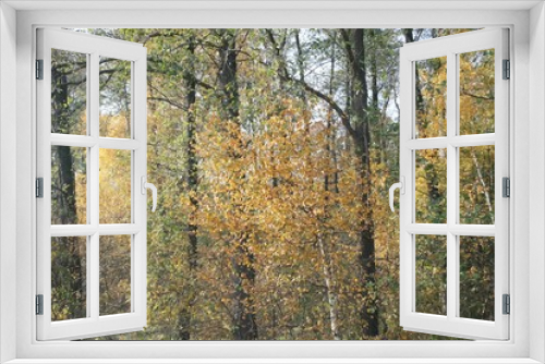 Fototapeta Naklejka Na Ścianę Okno 3D - Autumn forest autumn nature