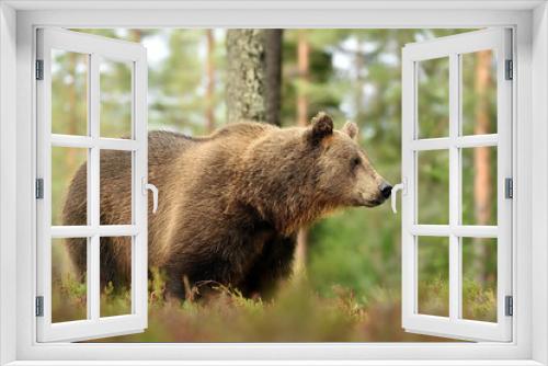 Fototapeta Naklejka Na Ścianę Okno 3D - Bear in forest. European brown bear in forest.
