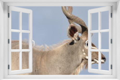 Fototapeta Naklejka Na Ścianę Okno 3D - Male kudu antelope