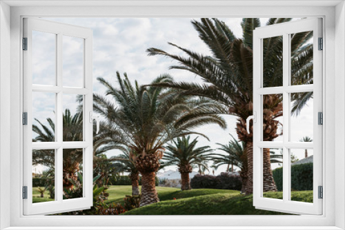 Fototapeta Naklejka Na Ścianę Okno 3D - palm trees against the sky
