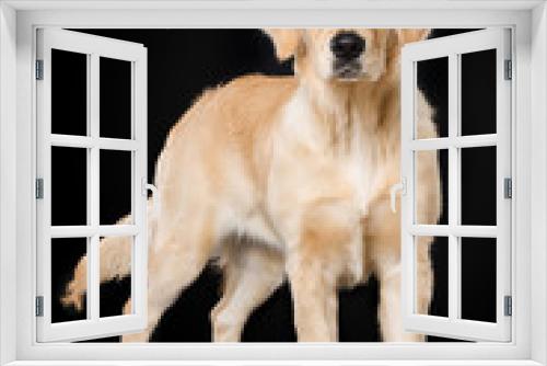 Fototapeta Naklejka Na Ścianę Okno 3D - Six months old golden retriever dog standing on black background