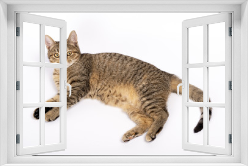 Fototapeta Naklejka Na Ścianę Okno 3D - beautiful kitten lies on a white background
