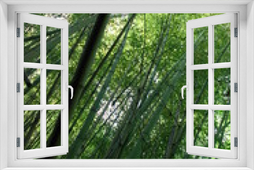 Fototapeta Naklejka Na Ścianę Okno 3D - Bamboo Jungle