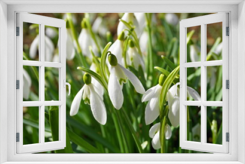 Fototapeta Naklejka Na Ścianę Okno 3D -     Close up beautiful white snowdrop flowers. Symbol of spring.