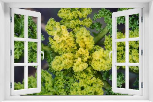 Fototapeta Naklejka Na Ścianę Okno 3D - A healthy curly kale growing in the field