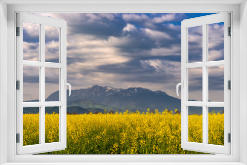Fototapeta Naklejka Na Ścianę Okno 3D - Beautiful spring natural landscape with colorful bright yellow rapeseed Brassica napus crops and dramatic deep blue cloudy sky and hazy mountains in the background.
