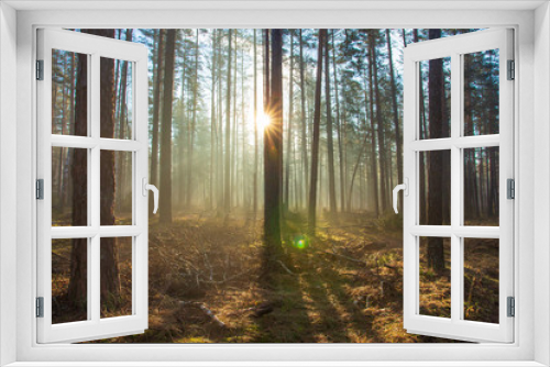 Fototapeta Naklejka Na Ścianę Okno 3D - Vibrant sunlight in spring forest