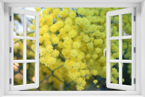Fototapeta Naklejka Na Ścianę Okno 3D - flowery yellow mimosa plant. gift for women's day or mother's day. spring is coming