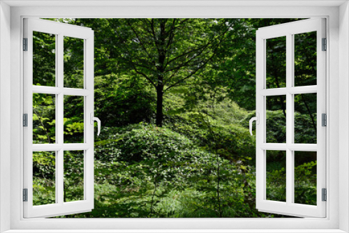 Fototapeta Naklejka Na Ścianę Okno 3D - forêt