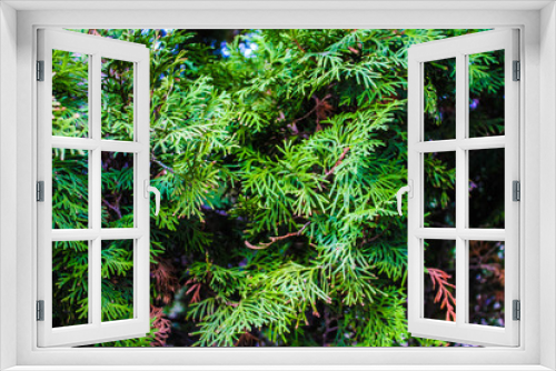 Fototapeta Naklejka Na Ścianę Okno 3D - green fir branch of a christmas tree
