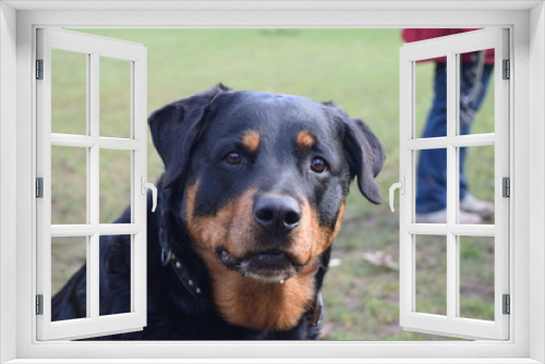 Fototapeta Naklejka Na Ścianę Okno 3D - Rottweiler Hund