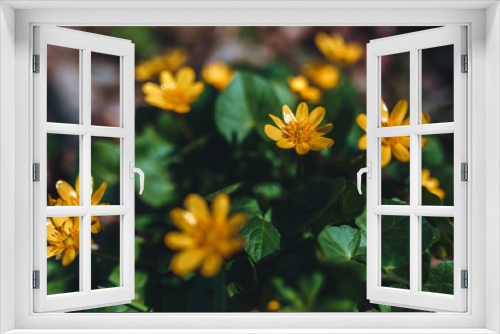 Fototapeta Naklejka Na Ścianę Okno 3D - Small yellow forest flowers. Plants on the bark of a tree. The keys to heaven.