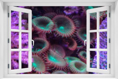 Fototapeta Naklejka Na Ścianę Okno 3D - Coral