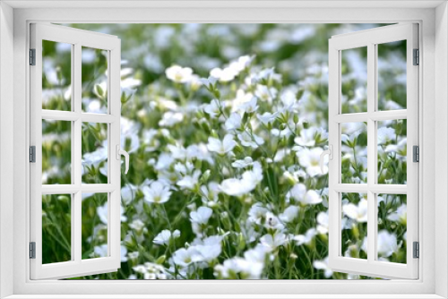Fototapeta Naklejka Na Ścianę Okno 3D -  flower