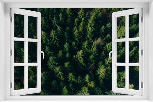 Fototapeta Naklejka Na Ścianę Okno 3D - Forest view from above