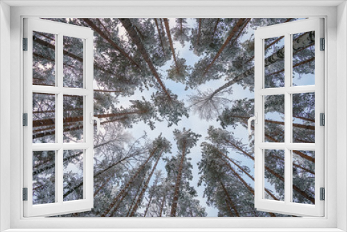 Fototapeta Naklejka Na Ścianę Okno 3D - Crowns of trees in winter and sky, bottom view