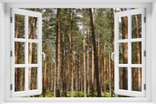 Fototapeta Naklejka Na Ścianę Okno 3D - Beautiful pine forest in a bright sunny summer day. Straight old pine trees and ground covered with soft green moss