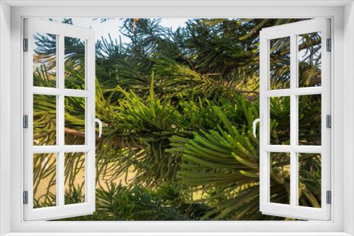 Fototapeta Naklejka Na Ścianę Okno 3D - branches of evergreen coniferous tree Araucaria