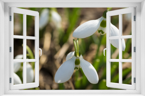Fototapeta Naklejka Na Ścianę Okno 3D - Snowdrop spring  flowers in macro shot. The first signs of spring awakening.
