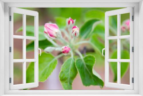 Fototapeta Naklejka Na Ścianę Okno 3D - Spring flowers and Background with bokeh