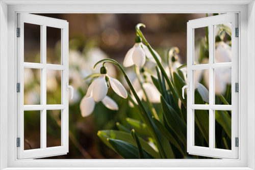 Fototapeta Naklejka Na Ścianę Okno 3D - Snowdrops, first spring flower in a sun light. selective focus.