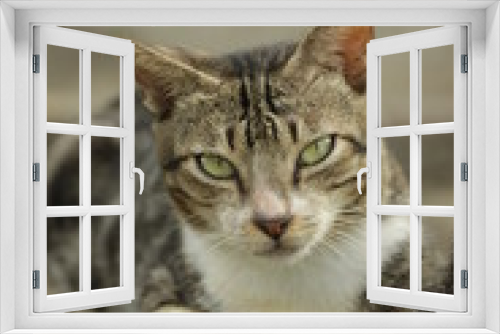 Fototapeta Naklejka Na Ścianę Okno 3D - Cat's face 