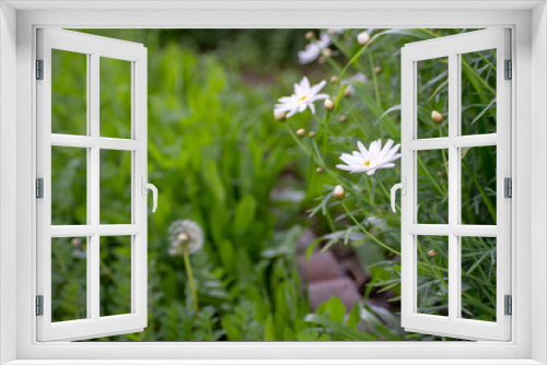 Fototapeta Naklejka Na Ścianę Okno 3D - White Flowers and Half Dandelion in Green Garden